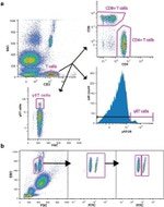 CD3 Antibody in Flow Cytometry (Flow)