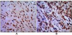 CDK1 Antibody in Immunohistochemistry (Paraffin) (IHC (P))