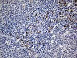 CLEC10A Antibody in Immunohistochemistry (Paraffin) (IHC (P))