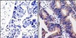 Calpain 1 Antibody in Immunohistochemistry (Paraffin) (IHC (P))