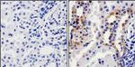 Calpain 1 Antibody in Immunohistochemistry (Paraffin) (IHC (P))