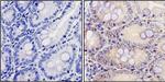 Calpain 1 Antibody in Immunohistochemistry (Paraffin) (IHC (P))