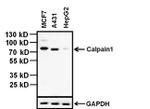 Calpain 1 Antibody in Western Blot (WB)