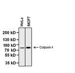 Calpain 1 Antibody in Western Blot (WB)