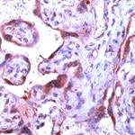 Caspase 1 Antibody in Immunohistochemistry (Paraffin) (IHC (P))