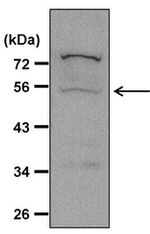 Caspase 8 Antibody in Western Blot (WB)