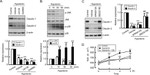 Claudin 2 Antibody in Western Blot (WB)