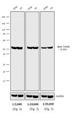 Rat IgG (H+L) Cross-Adsorbed Secondary Antibody in Western Blot (WB)