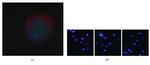 Pan Cytokeratin Antibody in Immunocytochemistry (ICC/IF)