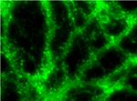 Phalloidin Control in Immunocytochemistry (ICC/IF)