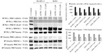 Vimentin Antibody in Western Blot (WB)