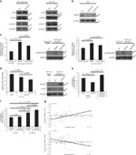 Phospho-ERK1/ERK2 (Thr202, Tyr204) Antibody in Western Blot (WB)