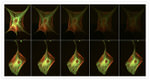 Mouse IgG (H+L) Cross-Adsorbed Secondary Antibody in Immunocytochemistry (ICC/IF)