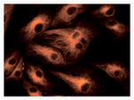 Mouse IgG (H+L) Cross-Adsorbed Secondary Antibody in Immunocytochemistry (ICC/IF)