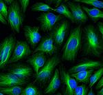 Mouse IgG (H+L) Cross-Adsorbed Secondary Antibody in Immunocytochemistry (ICC/IF)