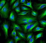 Mouse IgG (H+L) Cross-Adsorbed Secondary Antibody in Immunocytochemistry (ICC/IF)