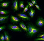 Mouse IgG (H+L) Cross-Adsorbed Secondary Antibody in Immunocytochemistry (ICC/IF)