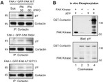 Phospho-FAK (Tyr397) Antibody in Western Blot (WB)