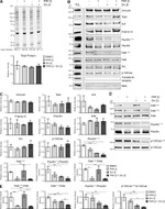 Phospho-Paxillin (Tyr118) Antibody in Western Blot (WB)