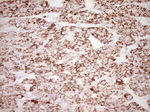 FOS Antibody in Immunohistochemistry (Paraffin) (IHC (P))