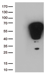 FOS Antibody in Western Blot (WB)