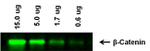 Mouse IgG (H+L) Highly Cross-Adsorbed Secondary Antibody in Western Blot (WB)