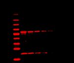 Mouse IgG (H+L) Highly Cross-Adsorbed Secondary Antibody in Western Blot (WB)