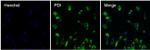 Mouse IgG (H+L) Secondary Antibody in Immunocytochemistry (ICC/IF)