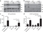 GAPDH Loading Control Antibody in Western Blot (WB)