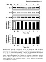 GAPDH Antibody in Western Blot (WB)