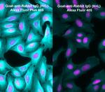 Rabbit IgG (H+L) Highly Cross-Adsorbed Secondary Antibody in Immunocytochemistry (ICC/IF)