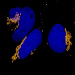 Rabbit IgG (H+L) Highly Cross-Adsorbed Secondary Antibody in Immunocytochemistry (ICC/IF)