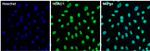 Rabbit IgG (Heavy chain) Secondary Antibody in Immunocytochemistry (ICC/IF)