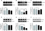 GSK3 alpha/beta Antibody in Western Blot (WB)