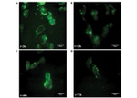 GST Tag Antibody in Immunocytochemistry (ICC/IF)