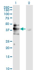 MAPK3 Antibody in Western Blot (WB)