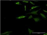 MAPK3 Antibody in Immunocytochemistry (ICC/IF)