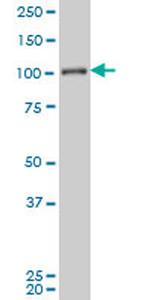 MAPK6 Antibody in Western Blot (WB)