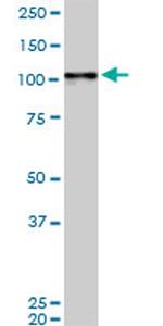 MAPK6 Antibody in Western Blot (WB)