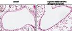 Phospho-Histone H2A.X (Ser139) Antibody in Immunohistochemistry (Paraffin) (IHC (P))