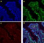 ZO-1 Antibody in Immunocytochemistry (ICC/IF)