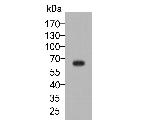 Dopamine Transporter Antibody in Western Blot (WB)