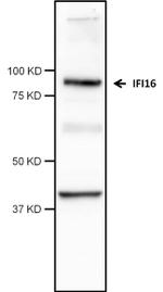 IFI16 Antibody in Western Blot (WB)