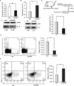 IFN gamma Antibody in Flow Cytometry (Flow)