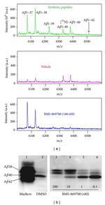 beta Amyloid Antibody in Western Blot (WB)