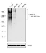 Human IgG1 (Heavy chain) Secondary Antibody in Western Blot (WB)