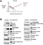 Phospho-JAK1 (Tyr1022, Tyr1023) Antibody in Western Blot (WB)