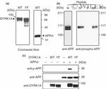 beta Amyloid Antibody in Western Blot (WB)