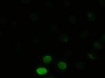 JNK1 Antibody in Immunocytochemistry (ICC/IF)