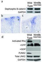 Phospho-JNK1/JNK2 (Thr183, Tyr185) Antibody in Western Blot (WB)